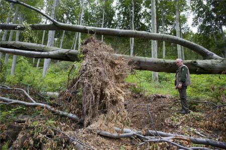 Félmilliárdos kárt okozott a vihar a Vas megyei állami erdõkben