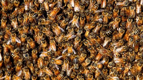Elszabadult méhek miatt áll a forgalom a 74-es fõúton Vas megyében