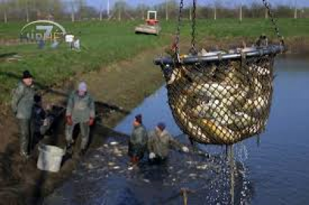 Csaknem 16 tonna halat telepítenek a vasi tavakba és vízfolyásokba